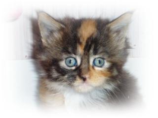 Maine Conn Kitten in verschiedenen Farben
