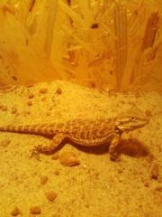 Bartagame abzugeben