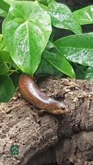 1, 2 Lygosoma corpulentum