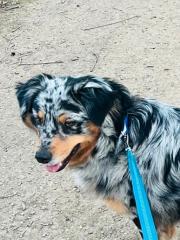 Australian Shepherd Hündin