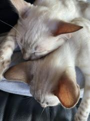 Snow Bengalen aus liebevoller Zucht mit TICA-Stammbaum - nur noch 2 zu haben