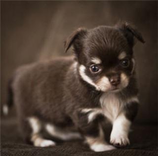 100 Reinrassige Chihuahua Welpen