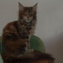 3 süße Maine Coon