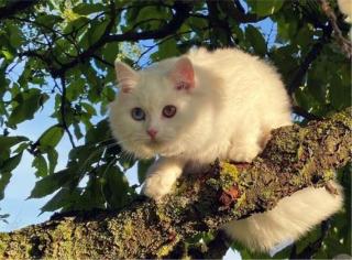 Angora Katze