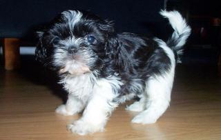 Shih Tzu Prinzessin Welpe