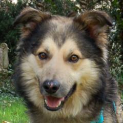 JOVI - männlich 3 Jahre 58 cm 28 kg Collie-Mix Gechipt Kastriert