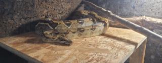 Boa Constrictor Imperator Weibchen, geb. 2020