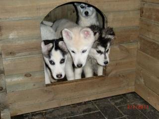 Huskywelpen abzugeben