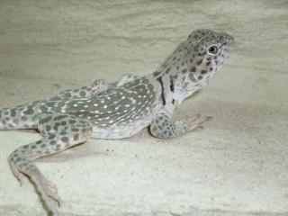 Junge Halsbandleguan Weibchen abzugeben