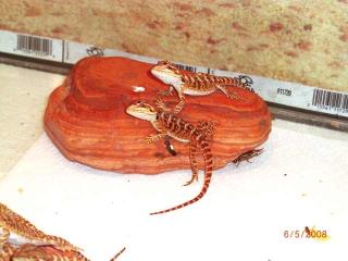 Sandfire red/orange und yellow abzugeben