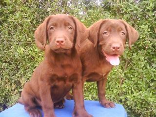 Schoko Labrador Welpe - schönsten Eltern s. Bilder
