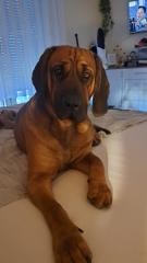 Hannoverscher Schweißhund