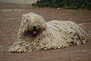 Komondor Welpen aus deutscher Zucht für Ende Februar 2021 erwartet