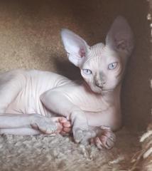 Canadian Sphynx