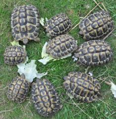 Landschildkröten wegen Zuchtaufgabe abzugeben