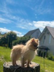 Pomeranian Zwergspitz Welpen abzugeben