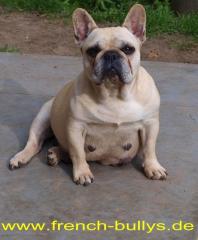 Französisch Bulldog Zucht präsentiert 5 Farben in einem Wurf