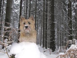 Cairn-Terrier von-der-Iburg. einfach super