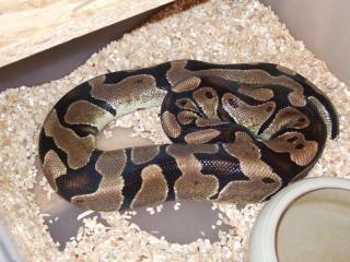0. 3 adulte Python regius Weibchen