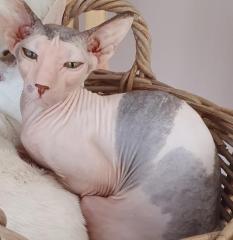 Peterbald Dame 2 Jahre kastriert sucht reinrassig