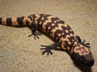 Netzförmige Gila Monster Garantiert erwachsenen männlichen und weiblichen zum