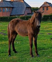 Besonderer Junghengst Islandpferd Isländer