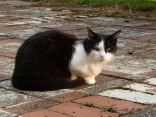 Dringender Notfall liebenswerte Katze abzugeben