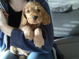 English Cocker Spaniel Welpen