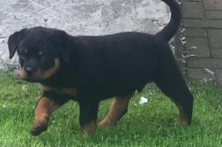 Rottweiler Welpe Rüde