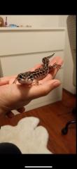 3 Leopardgeckos inkl Terrarium und Technik