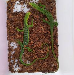 Varanus Prasinus Smaragdbaumwaran