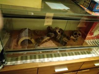 Terrarium mit 4 Leopardengeckos