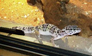 Leopardgeckos Eublepharis macularius aus eigener Zucht abzugeben