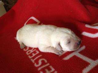 5 süße Labradorwelpen Labradorrüden blond suchen ein zu Hause