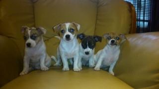 Verkaufe Hundewelpen