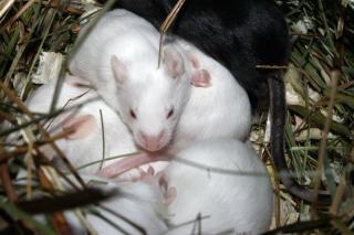 Futtermäuse einmalig