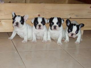 Fr. Bulldoggenwelpen zu verkaufen