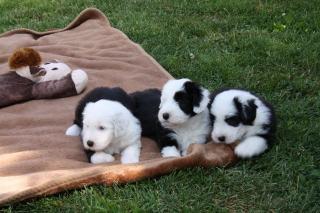 Bearded Collie Welpen