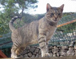 SOS DORI - schon fast 3 Jahre im Tierheim und noch nie hat sich jemand für