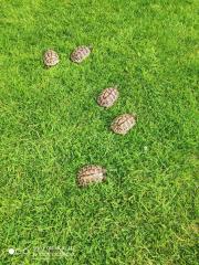 Griechische Landschildkröten / Testudo hermanni NZ von 2022