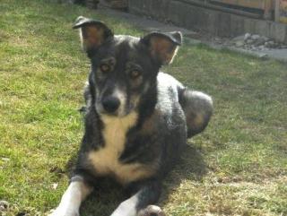 DOTA - manche Hunde sind besonders