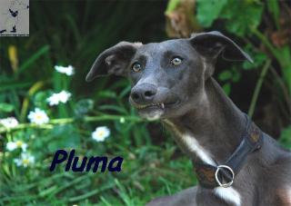 Pluma hat ihr Zuhause verloren