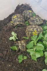 Griechische Landschildkröten NZ 2022