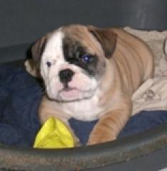 Englische Bulldoggen