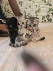 Katzen persische - siam