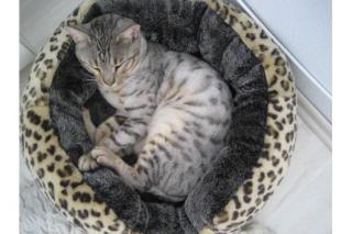 Wunderschöner Bengalkater sucht umsth. neues Zuhause