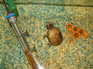 Gelbwangenschildkröten mit Aquarium