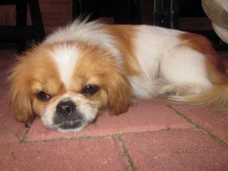 Cici sehr kleine Tibet Spaniel Mix Dame sucht ein Zuhause