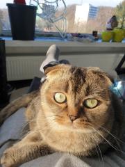 Kastrierter Kater Scottisch Fold 4 Jahre alt