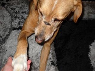 Pluto, möglicherweise Labrador-Mix, männlich, geb. ca. 2021, ca. 55-60 cm, ca.